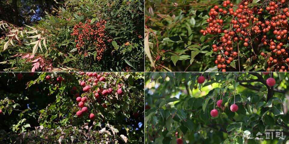하늘공원 가는 길 남천(위)과 산딸나무(아래) 붉은 열매가 탐스럽다. 사진 강나리 기자.