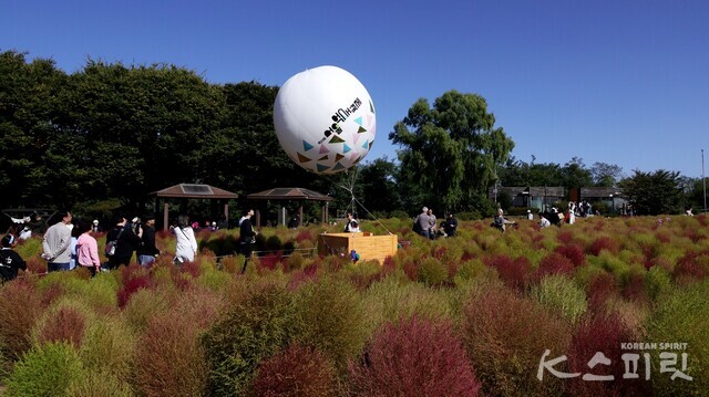 하늘공원 입구 다채로운 색깔의 댑싸리밭 속 억새축제를 알리는 큰 풍선. 사진 강나리 기자.