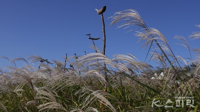 수많은 솟대 아래 물결치는 참억새. 사진 강나리 기자.