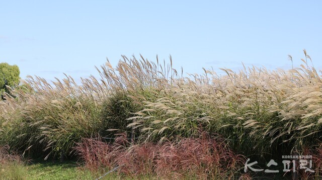 6만 평 대지가 온통 참억새로 물결친다. 사진 강나리 기자.
