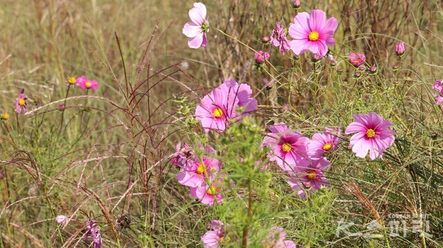 바람결에 춤추는 코스모스도 가을이 깊었음을 알린다. 사진 강나리 기자.