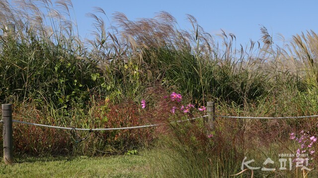 가을하늘 아래 참억새가 코스모스와 어우러졌다. 사진 강나리 기자.