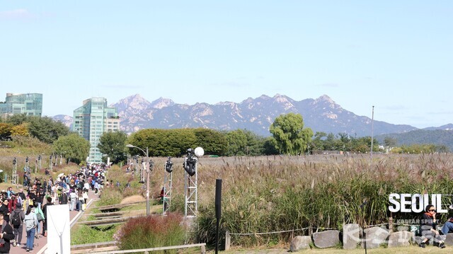 억새축제가 열리는 하늘공원 전경. 사진 강나리 기자.