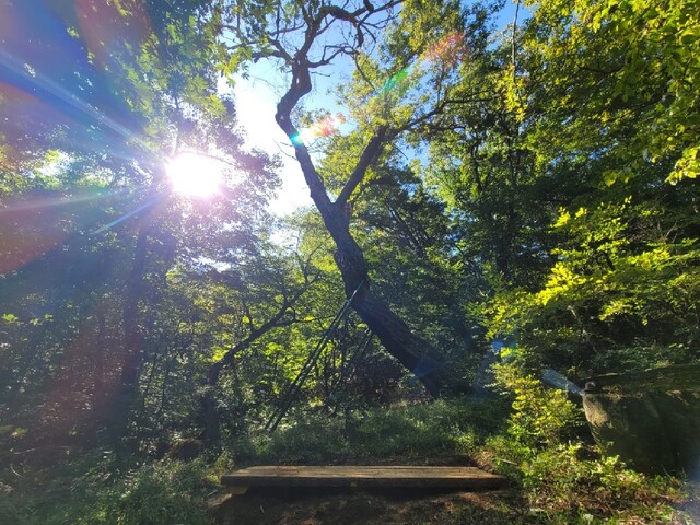 국내 최고령 밤나무. 이미지 국립수목원.