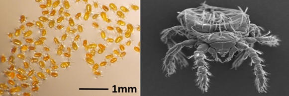 털진드기 유충과 전자현미경 사진. 이미지 질병관리청.