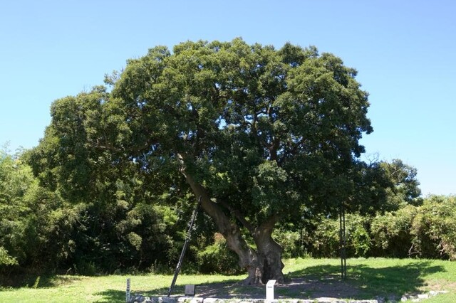 군산 하제마을 팽나무. 이미지 국가유산청.