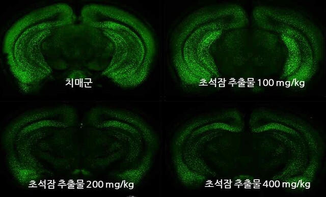 치매동물 뇌 초석잠 추출물 베타아밀로이드 억제 효과. 이미지 국립호남권생물자원관.