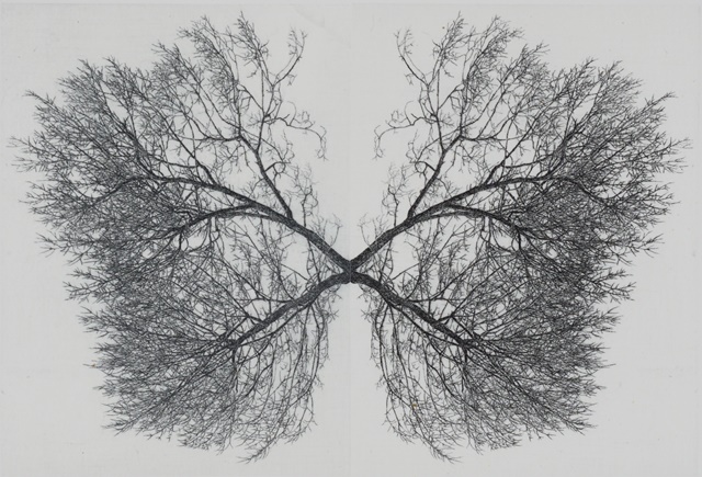 한강변 나무 - 확장된 존재3, 2024,  라인에칭 콜라주,  18x30cm.  이미지 TYA갤러리