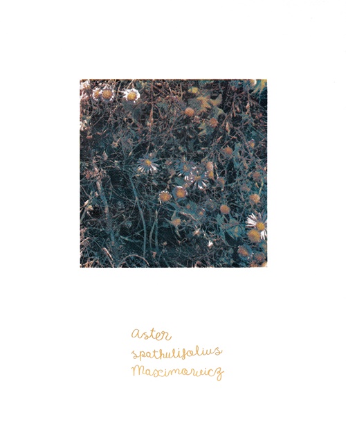 해국, 2024,  silkscreen, acrylic on arches paper,  47x37cm. 이미지 나광호