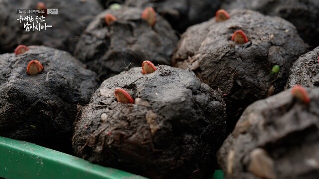 방글라데시 수상 농장. 이미지 ACC.