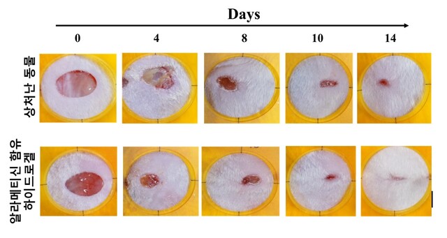 동물모델 상처 치유 회복능 실험 결과. 이미지 국립호남권생물자원관.