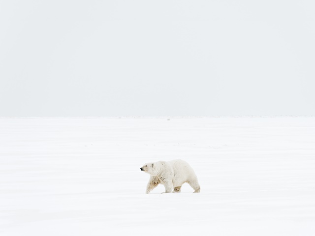 Nanoq1, 2015, Alaska, ⓒ Tiina Itkonen, 사진 제공 공근혜갤러리