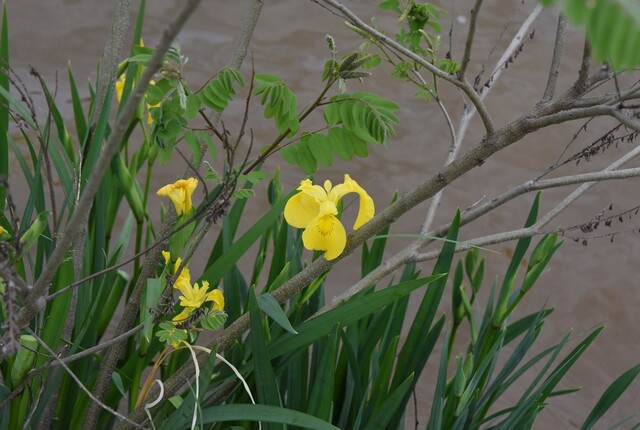노랑꽃창포. 이미지 국립낙동강생물자원관.
