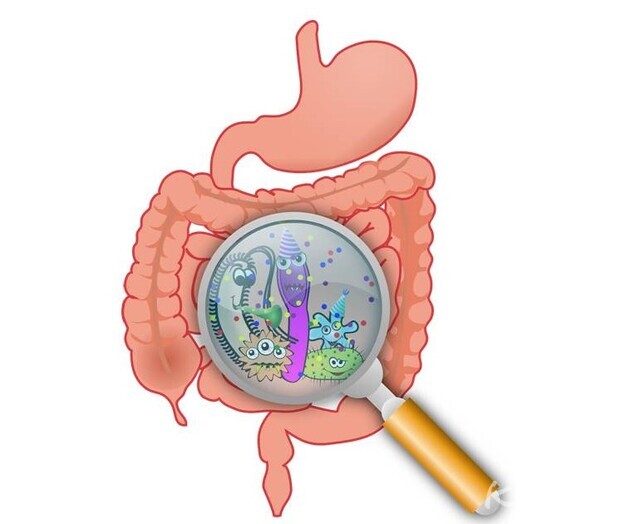 우리 장 속에 존재하는 장내 미생물과 장 내벽의 환경이 우리가 생활 속에서 느끼게 되는 건강, 면역, 해독 그리고 나의 기호, 우울증, 불안감, 정서 그리고 직감이라고 하는 것에 지대한 영향을 미치고 있다. 사진 K스피릿 DB.
