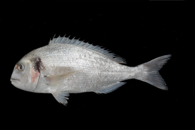 미기록 도미과 어류. 제공 국립호남권생물자원관.