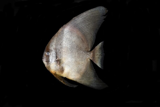 깃털 제비활치. 제공 국립호남권생물자원관.