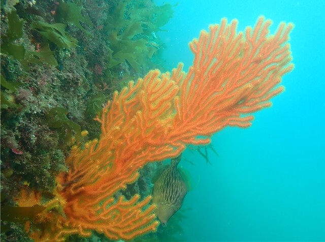 둔한진총산호. 이미지 국립호남권생물자원관.