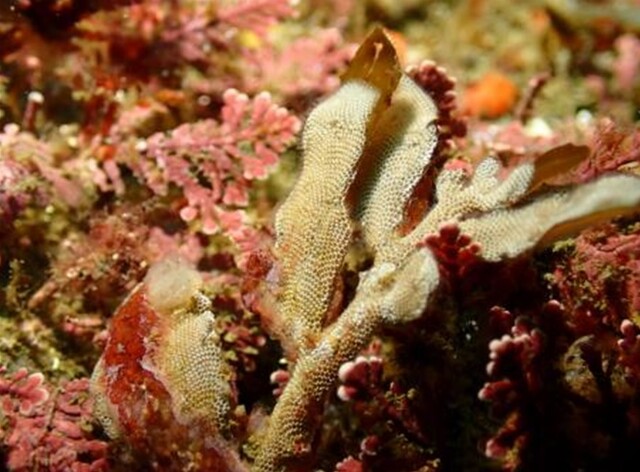 관막이끼벌레. 이미지 국립호남권생물자원관.