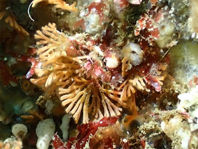 라타이끼벌레. 이미지 국립호남권생물자원관.