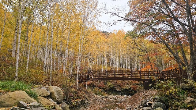 영양 자작나무 숲길. 이미지 영덕국유림관리소.