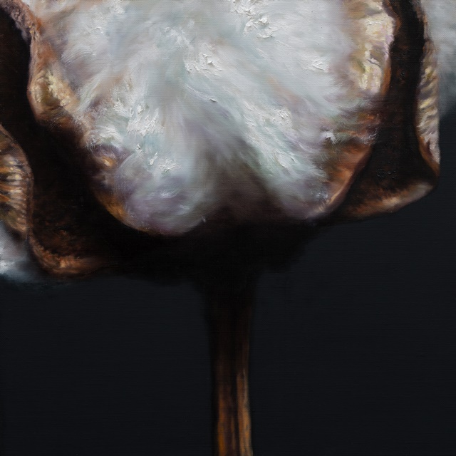 강강훈Kang Kang Hoon, Cotton, 2024, Oil on Canvas, 40 x 40 cm. 사진 제공 조현화랑