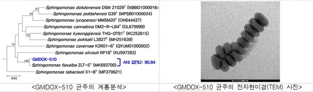 균주 GMDOX-510. 이미지 국립낙동강생물자원관.