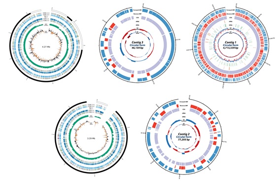 고균의 유전체 이미지. 이미지 국립생물자원관.