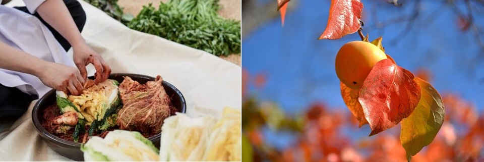 한국인의 정서를 담은 문화 김장과 까치밥. 사진 국가유산청, Pixabay 이미지.