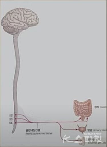 꼬리뼈 2, 3, 4 그리고 창자, 방광, 외부생식기와 연결된 부교감 신경 '골반내장신경'. 사진 일지의 브레인TV 갈무리.