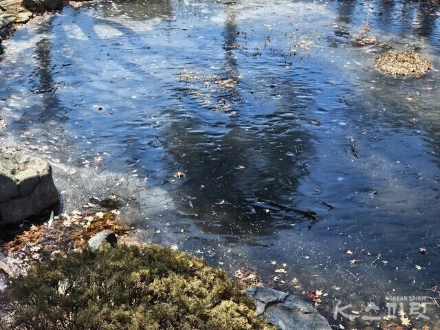 꽝꽝 얼어 불투명해진 연못 한 편. 사진 강나리 기자.