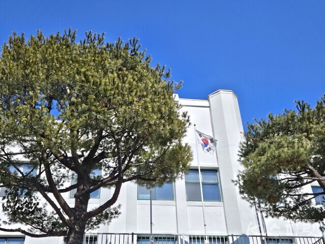 살랑이는 바람에 물결치는 소나무 가지. 사진 강나리 기자.