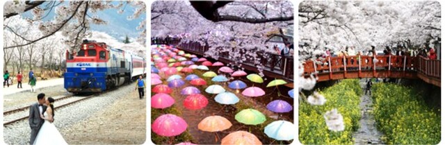 진해 군항제. 사진 공식홈페이지.