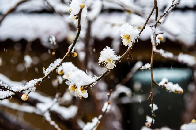 눈 속에 피어난 설중매. 가장 이른 시기에 꽃을 피우며 추위에 강하다. 사진 Pixabay 이미지.