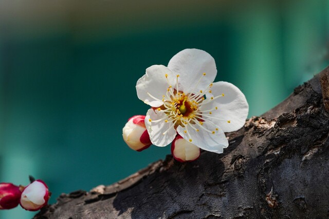 매화를 카메라에 잘 담기 위해서는 미리 준비해야할 것들이 있다. 사진 Pixabay 이미지.