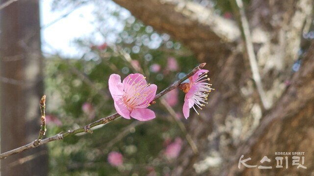 전남 순천 금둔사에 핀 납월매. 다른 매화보다 두 달 빠른 납월(음력 12월)에 피어나기 시작한다. 사진 오소후 시인