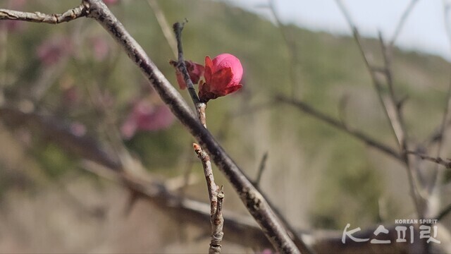 납월매로 유명한 금둔사 홍매화. 사진 소후 시인.