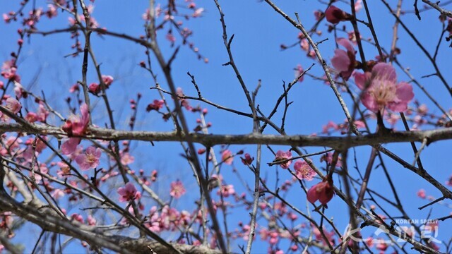 납월매로 유명한 금둔사 홍매화. 사진 오소후 시인.