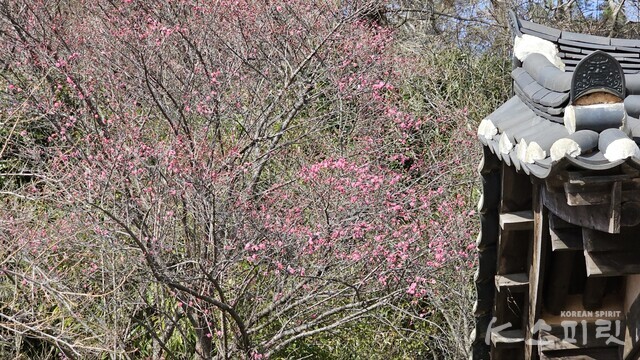 사찰의 처마와 어우러진 금둔사 홍매화. 사진 오소후 시인.