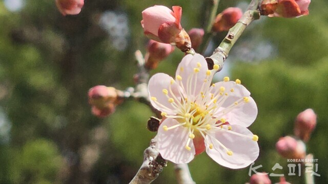 여린 분홍빛 매화. 사진 오소후 시인.
