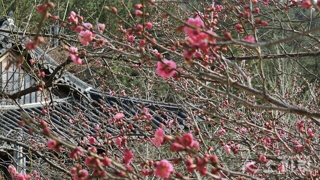 붉은 빛 너울같은 매화천지. 사진 오소후 시인.