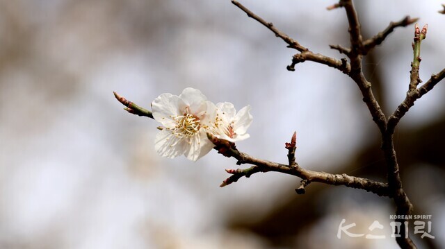 600년 수령의 선암매 가지 끝 피어난 백매화. (3월 30일 오후 3시 전남 순천 선암사 촬영) 사진 강나리 기자.