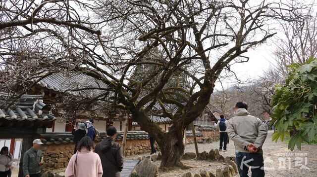 원통전 담장과 600년 수령의 선암매. 사진 강나리 기자.