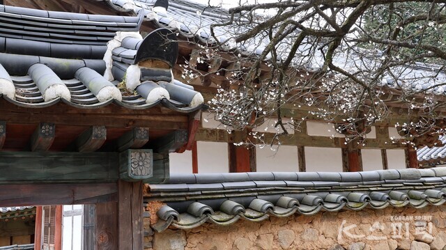 원통전 담장과 선암매 가지. 사진 강나리 기자.