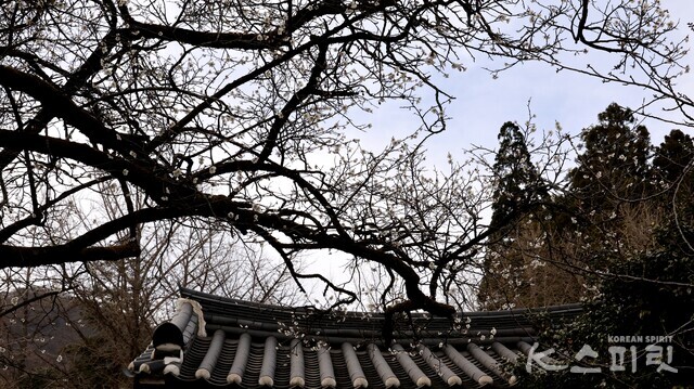 기와와 멋지게 어우러진 선암매 백매화 가지. 사진 강나리 기자.