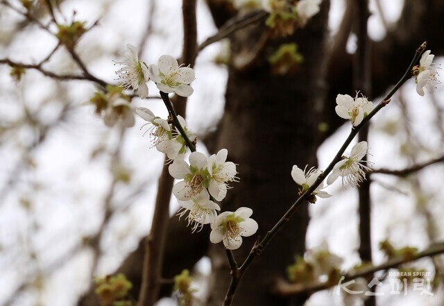 맑은 흰빛 선암매 백매화. 사진 강나리 기자.