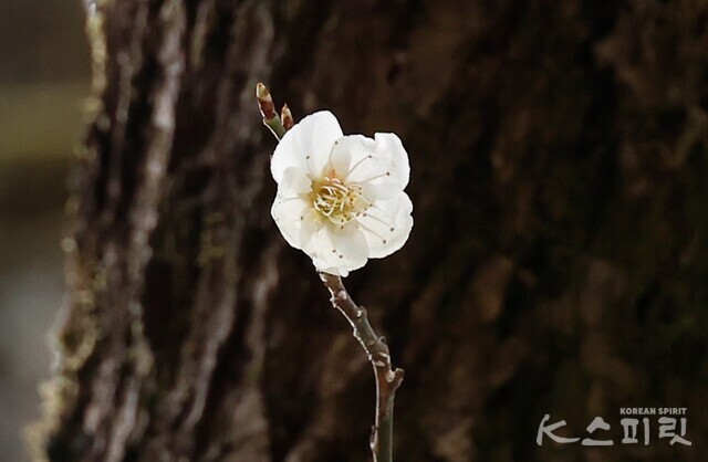 다섯 장 꽃잎이 겹쳐 그 안에 또 다른 꽃문양을 만든다. 수술 끝 노란 황금빛 구슬까지 아름답다. 사진 강나리 기자.
