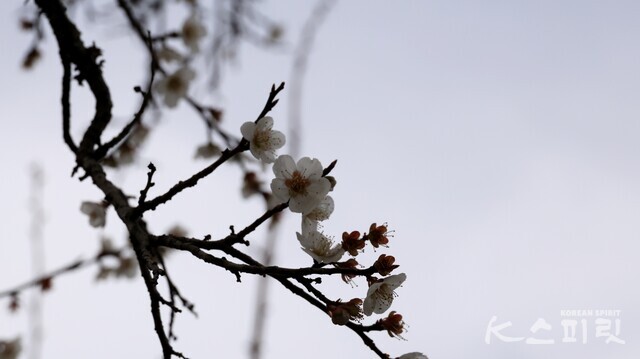600년 넘은 선암매에서 힘껏 피워낸 백매화 가지. 사진 강나리 기자.