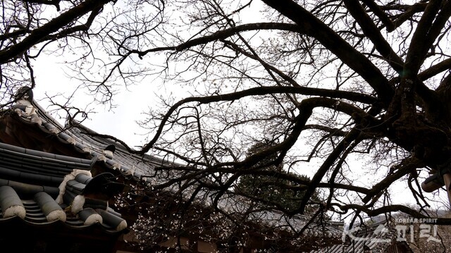 원통전 전각 기와와 선암매 백매화. 사진 강나리 기자.