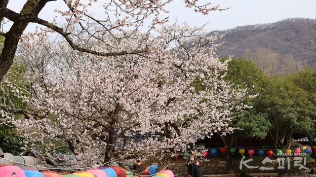 천연기념물 제488호 선암매 중 홍매화. 부처님 오신날을 앞두고 색색의 연꽃등이 담장을 장식하고 있다. 사진 강나리 기자.