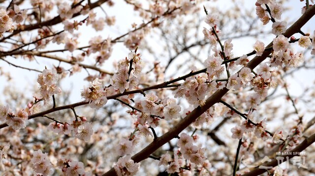 천연기념물 제488호 선암매 600여 년 세월의 백매화를 피우는 나무와 함께 각황전 담장길을 따라 피어난 홍매화까지 50주의 매화나무를 일컫는다. 사진 강나리 기자.